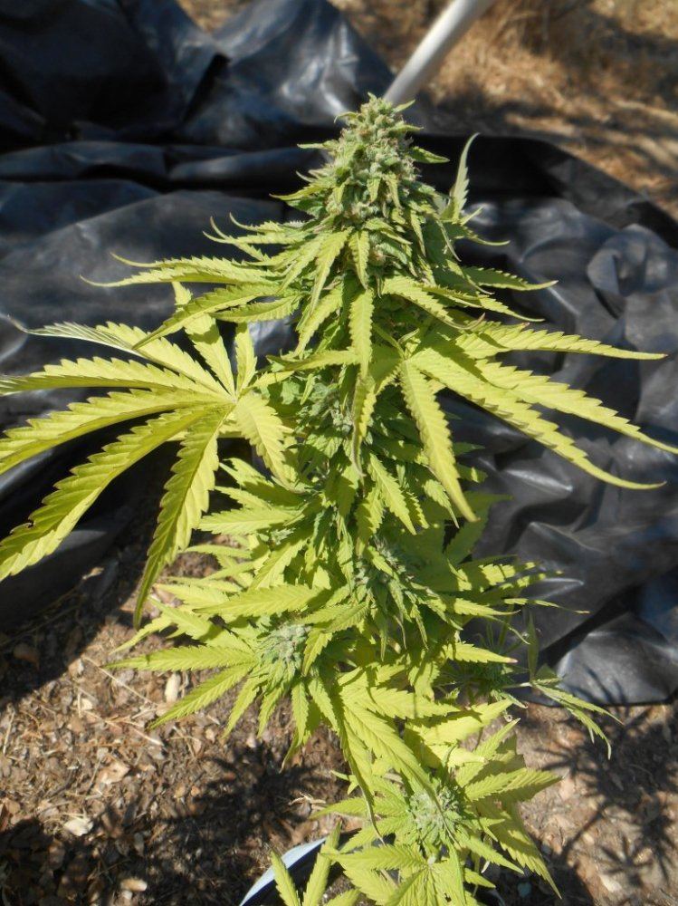 Ewookieseedling89