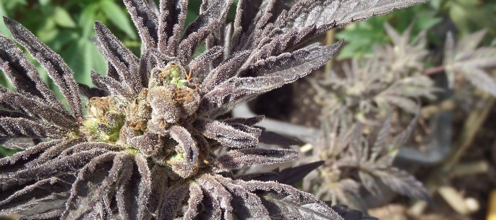 Ewookieseeds