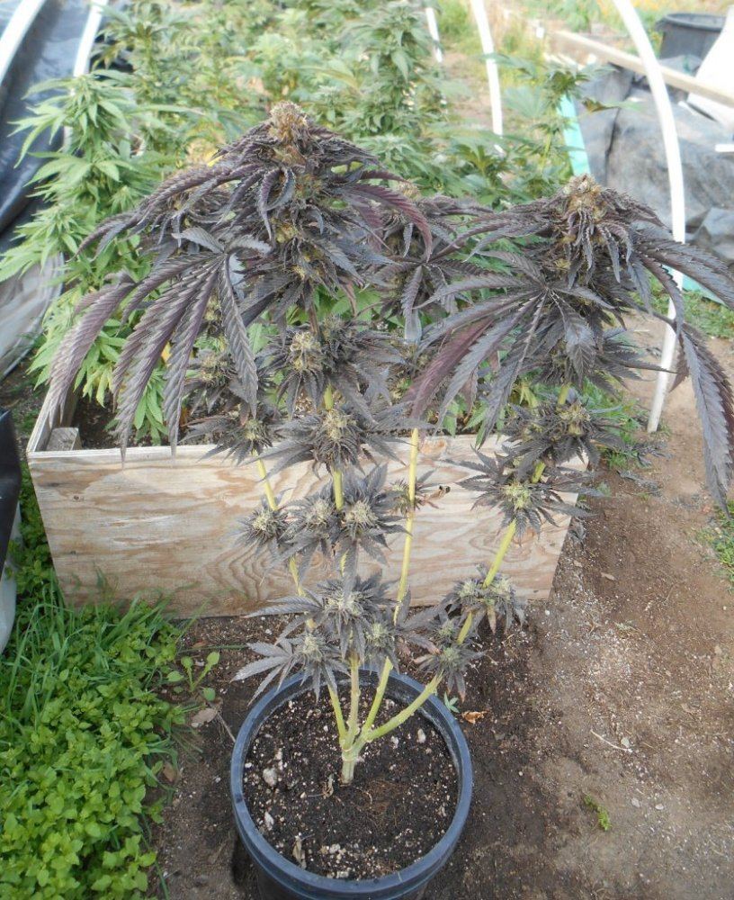 Ewookiewholeplant419