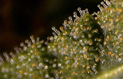Example of many amber trichomes