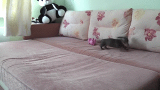 Excited running puppy