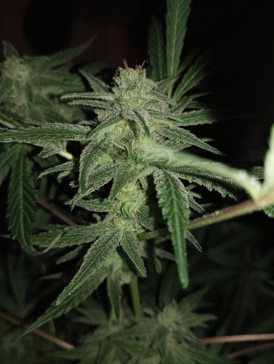 Exocheese