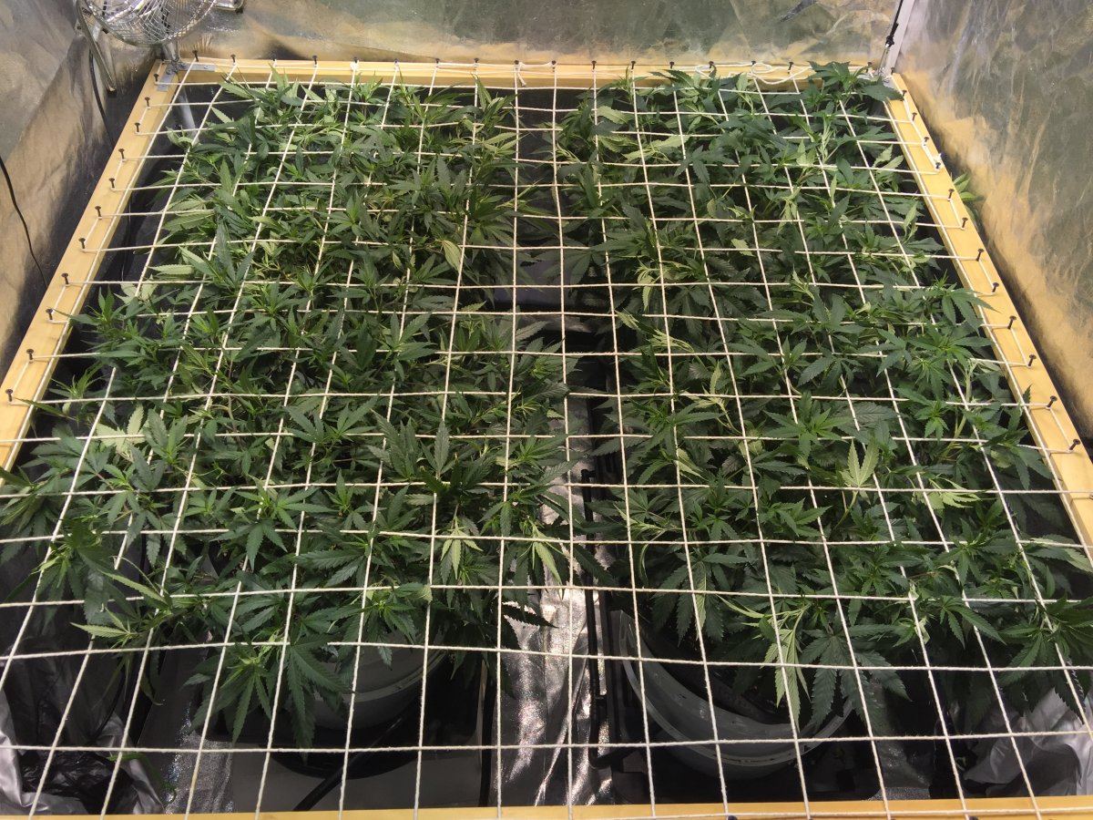 Exodus cheese and sour tangie scrog 5