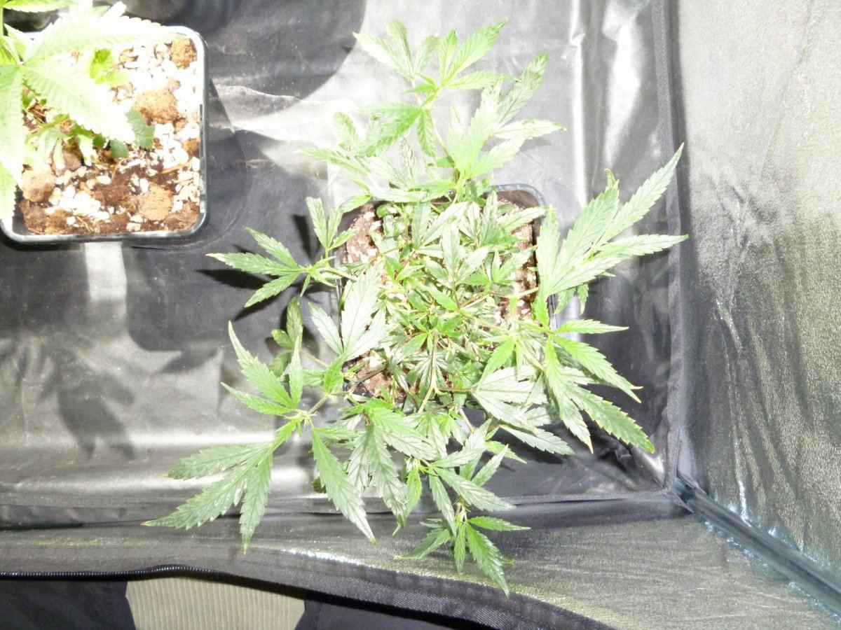 Exodus cheese