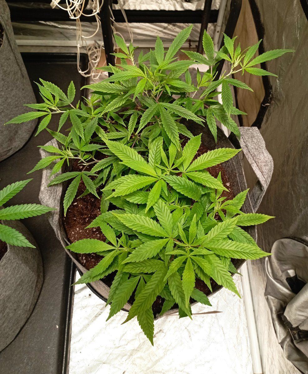 Exodus cheese