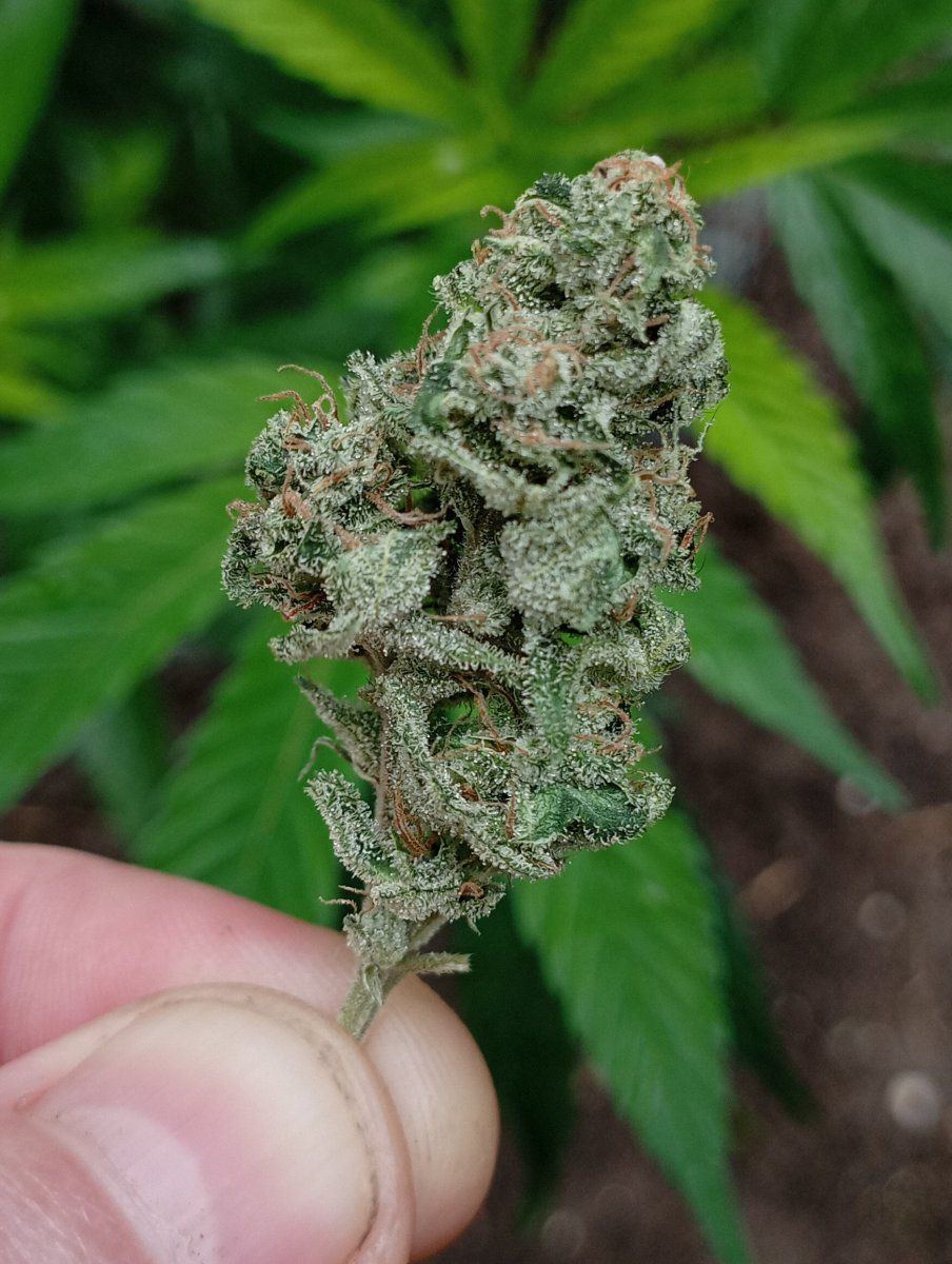 Exodus cheese