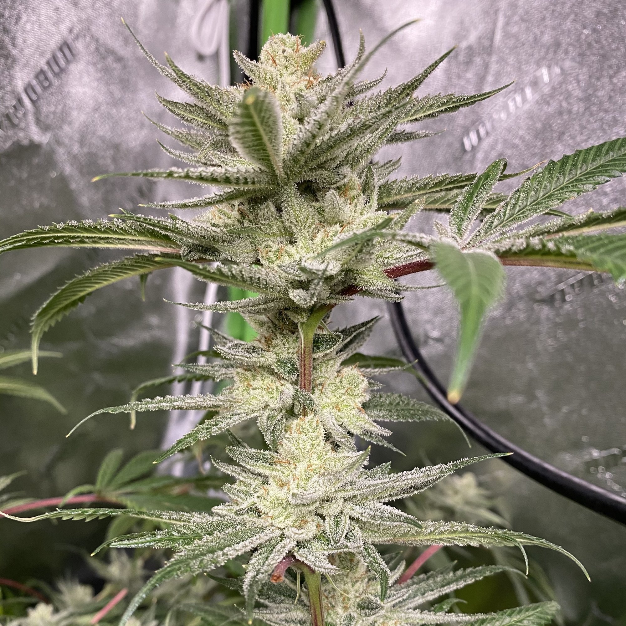 Exotic Genetix Lemon Drip