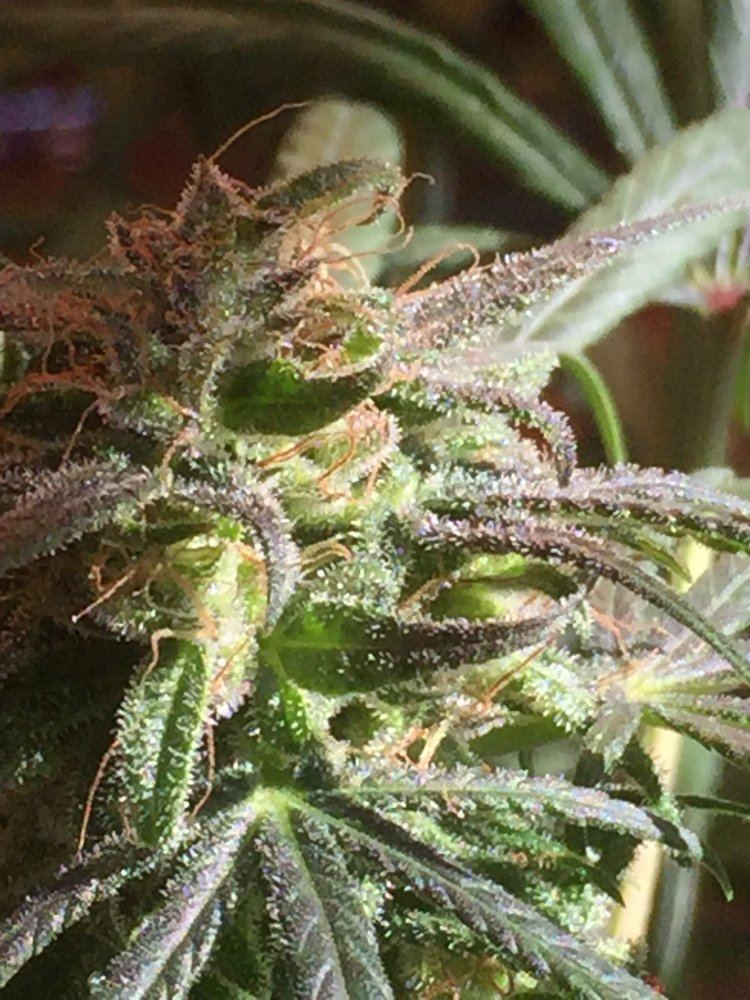 Experienced growers what do you think when should i harvest based on these pics 4