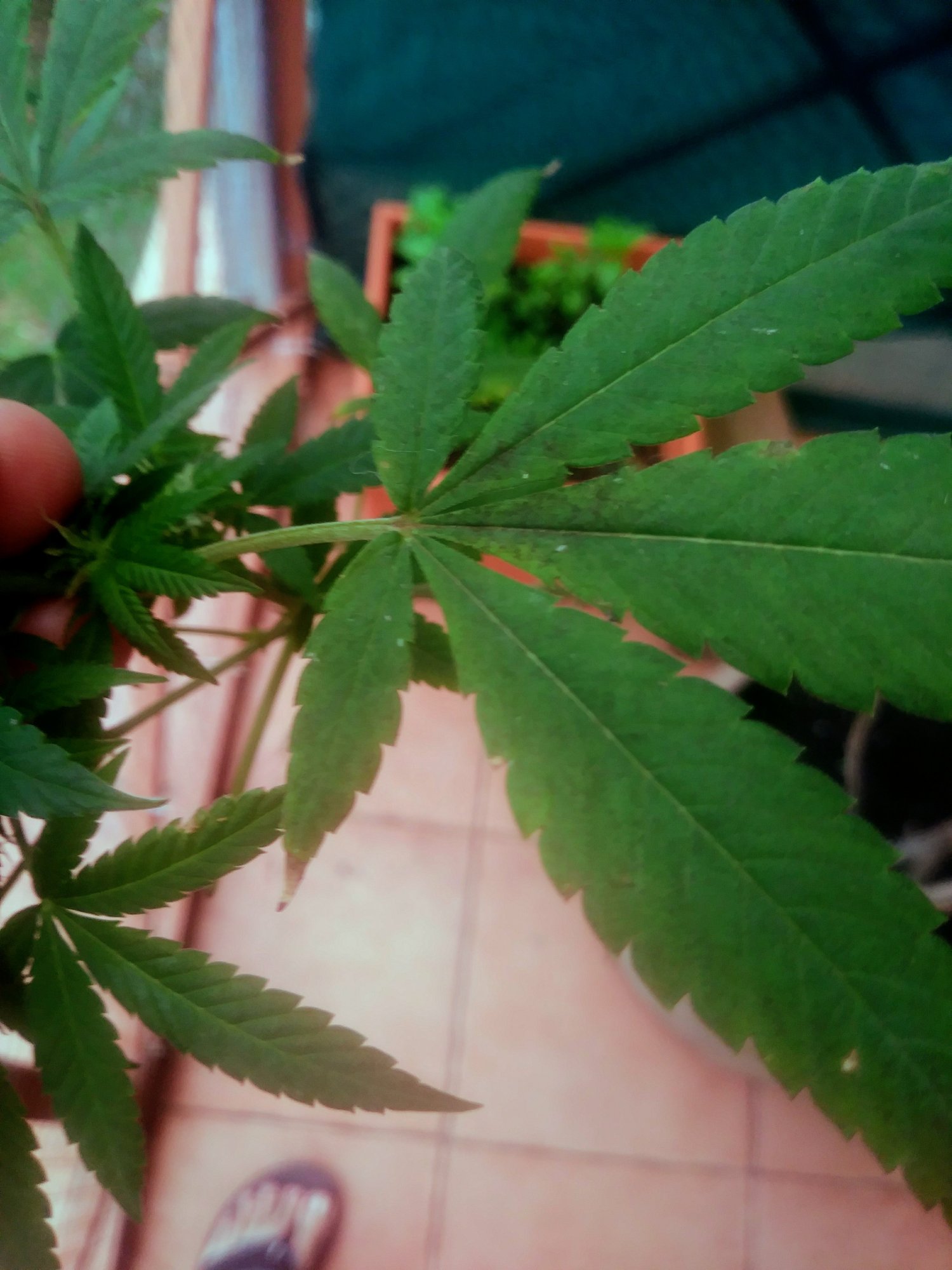 Experienced knowledge needed please help 3