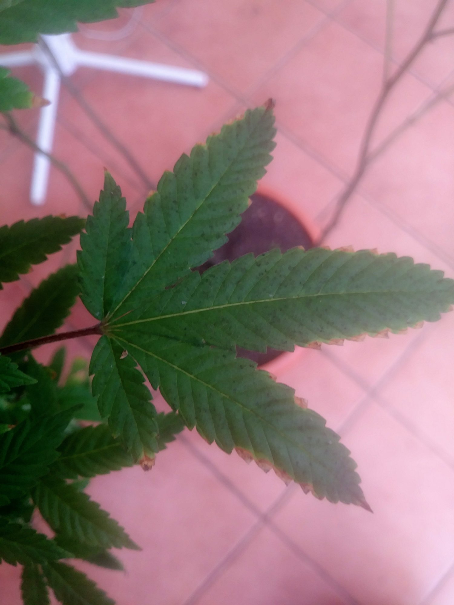 Experienced knowledge needed please help 5