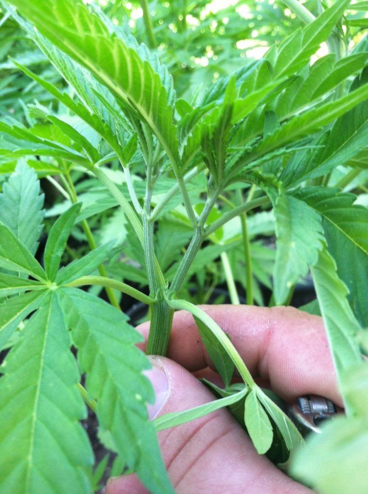 Experimental pheno250