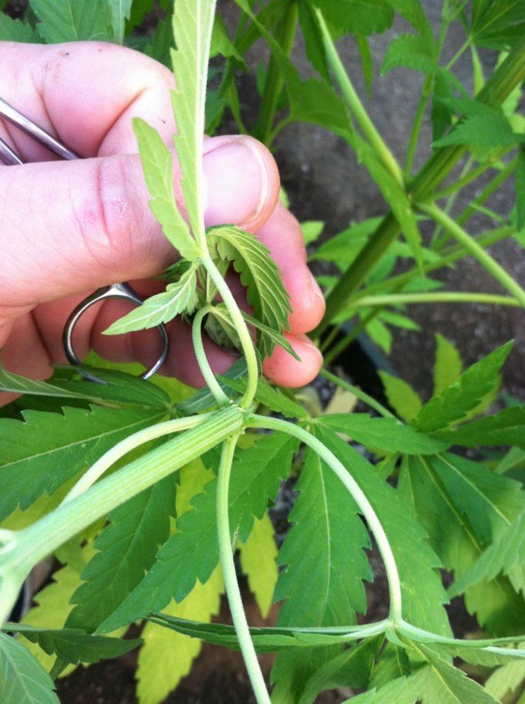 Experimental pheno255