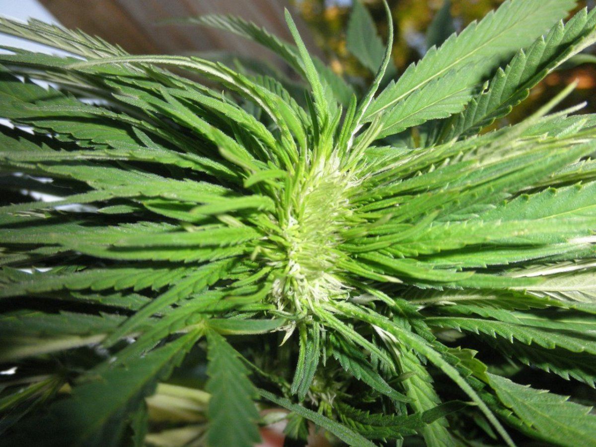 Experimental sunburst thai001
