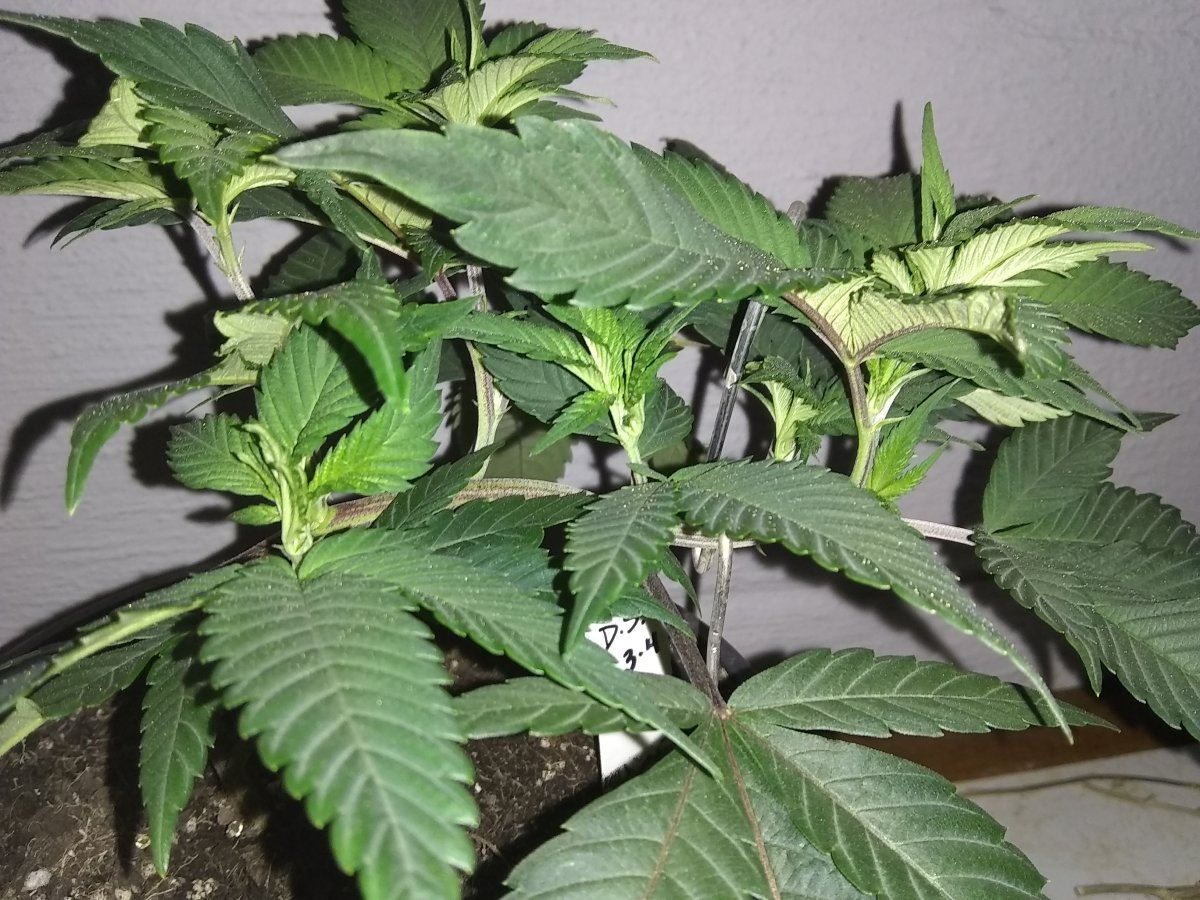 Experimenting with lst 5