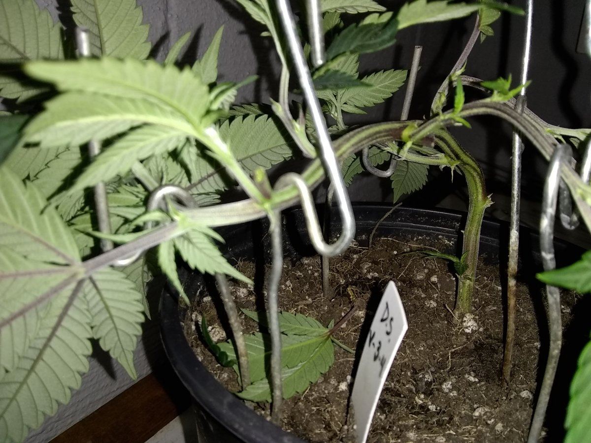 Experimenting with lst 6