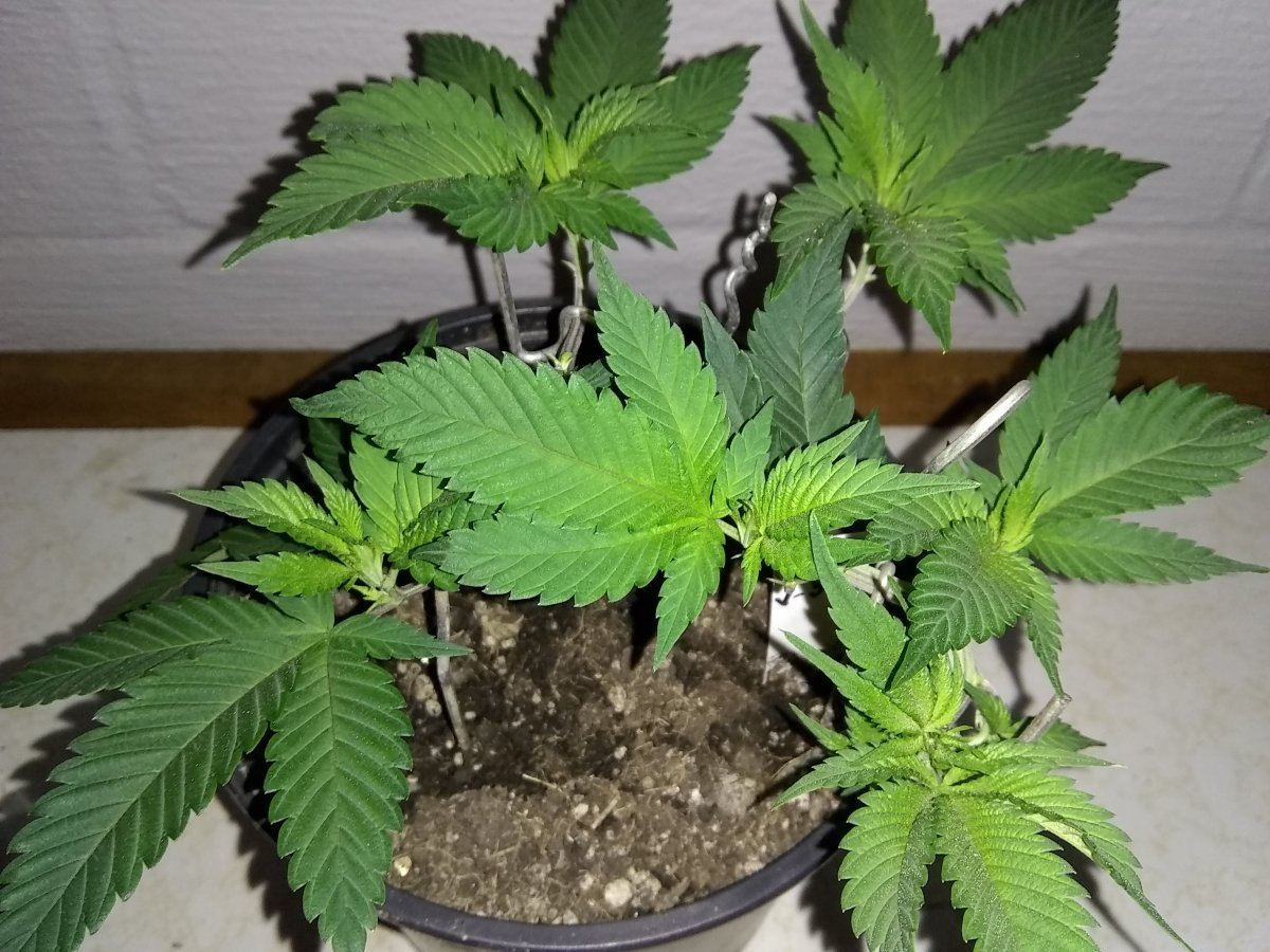Experimenting with lst 8