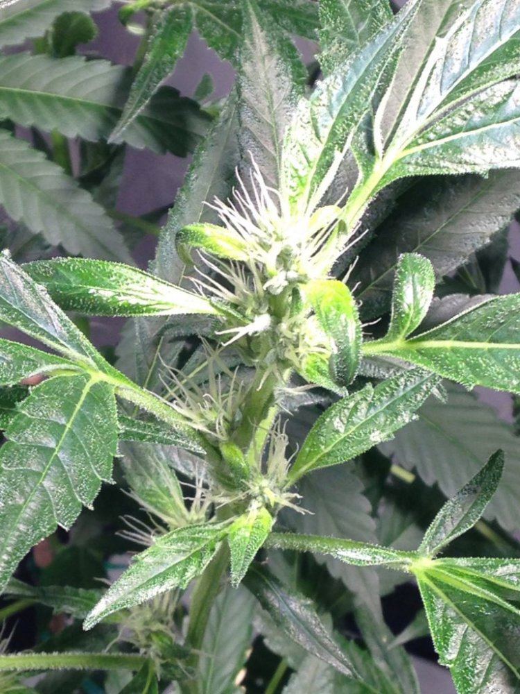 Expert help needed asap 33 days into flower with obama plat skunk plants doing funky stuff