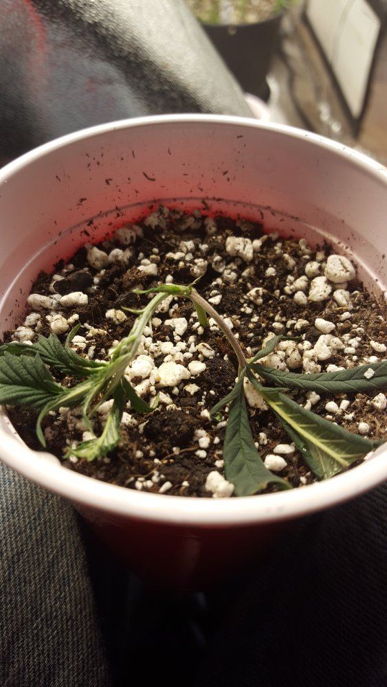 Expert opinions needed