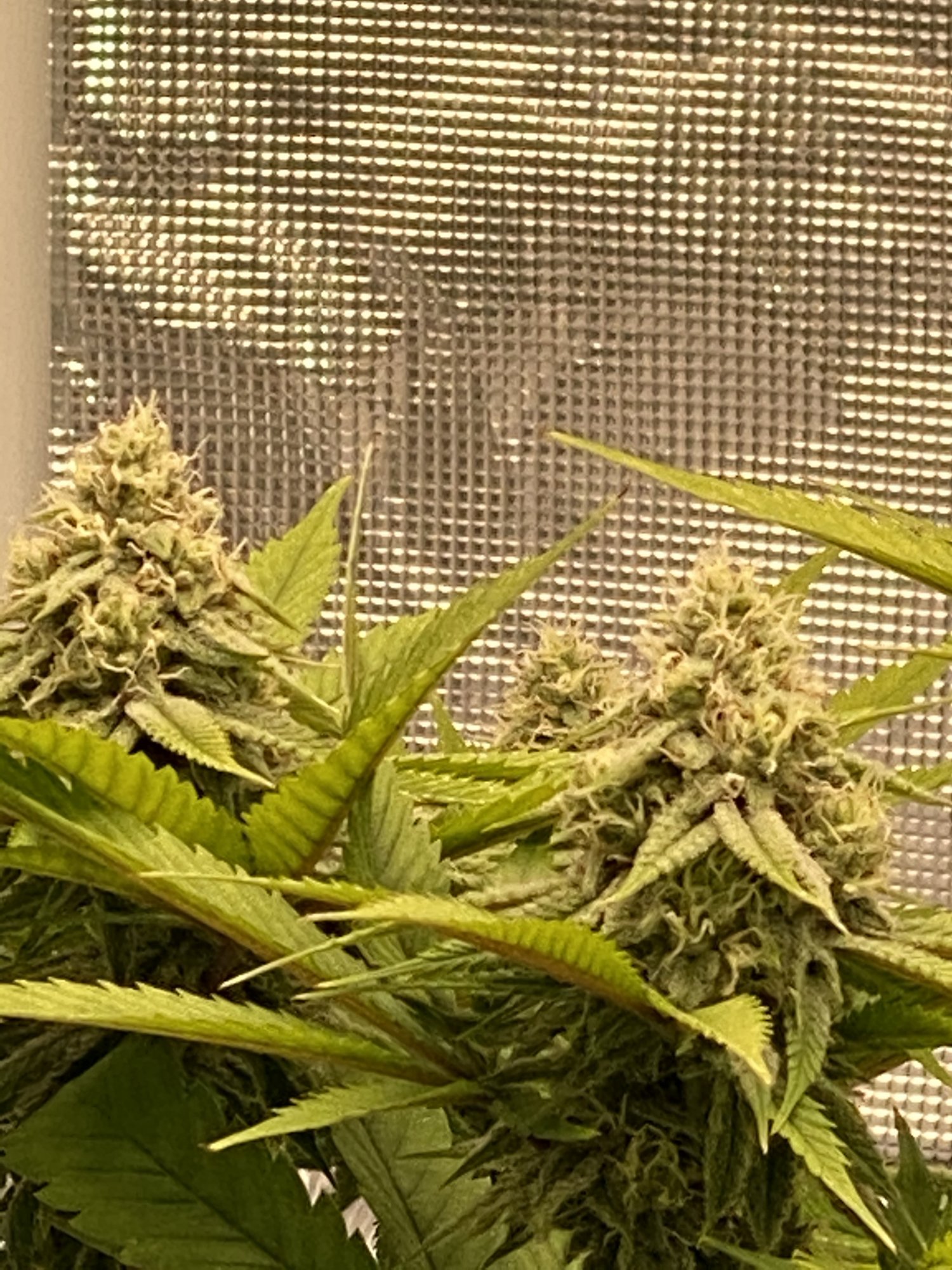 F0C2F742 C9F4 4EEB 9607 CBD9F5E85522