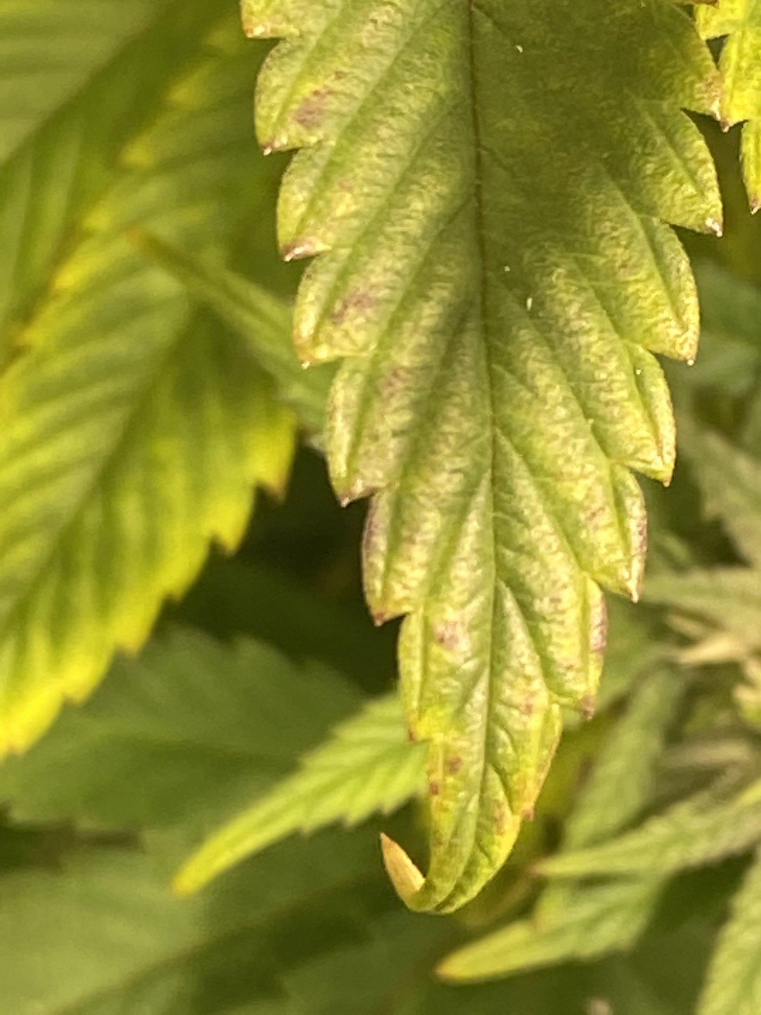 F21 need help identifying what is wrong with this plant 4