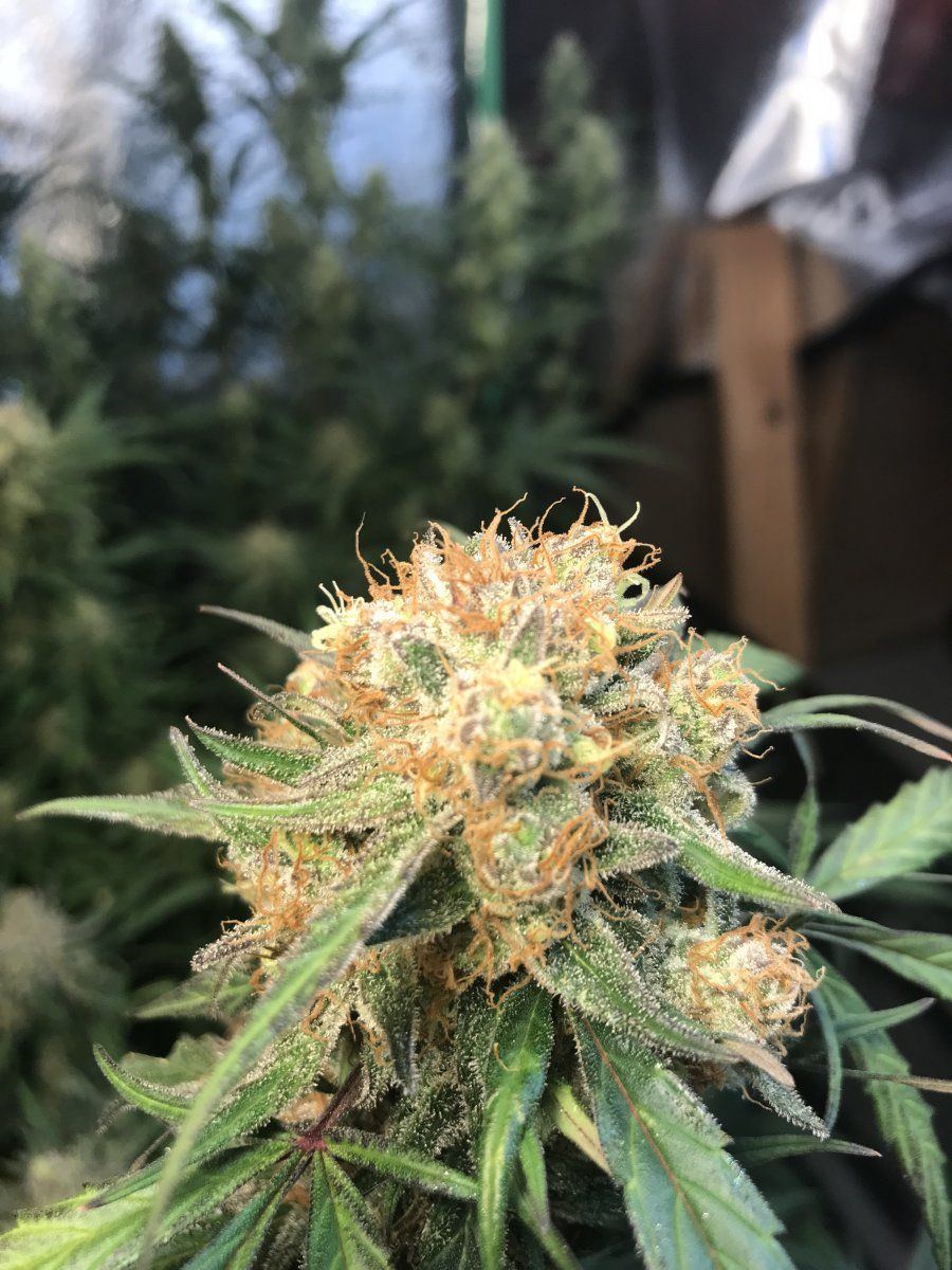 F222F030 7721 4319 9244 7C9BC846C339