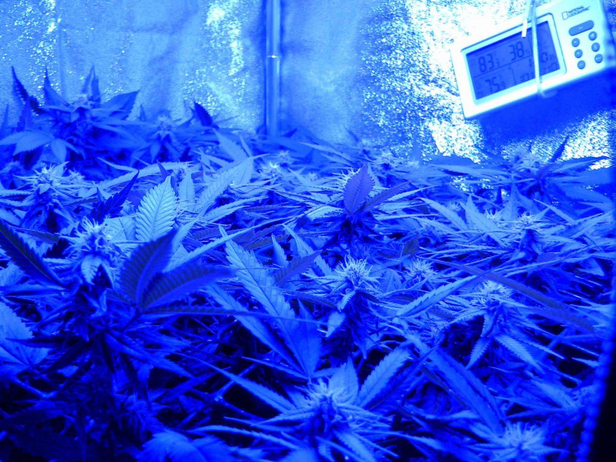 F255