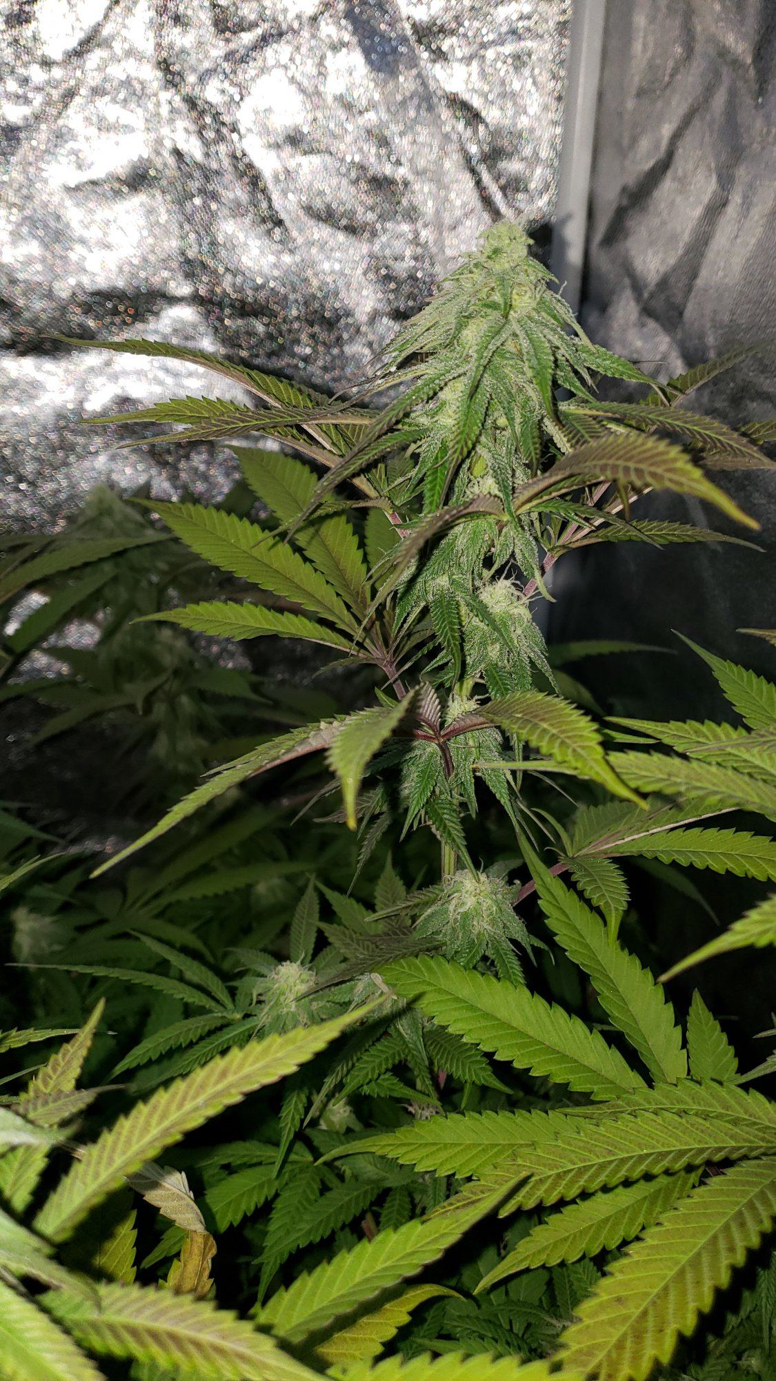 F263