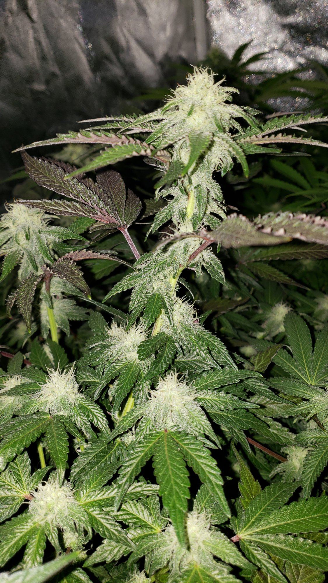 F264