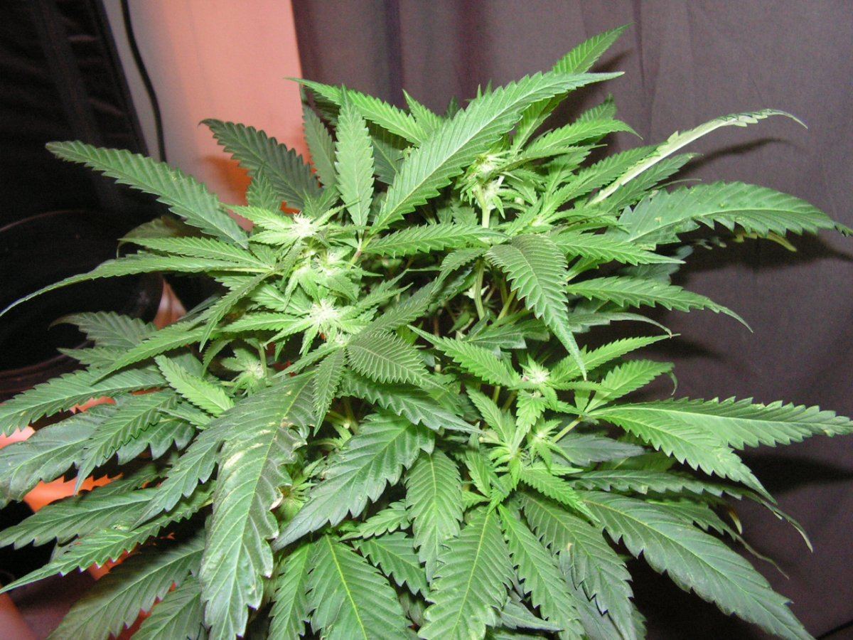 F3 1
