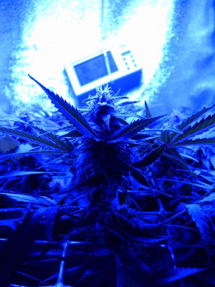 F313
