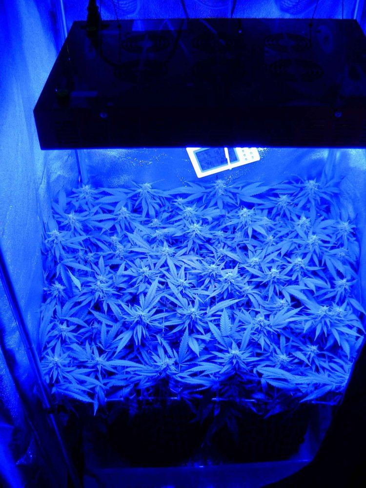 F338