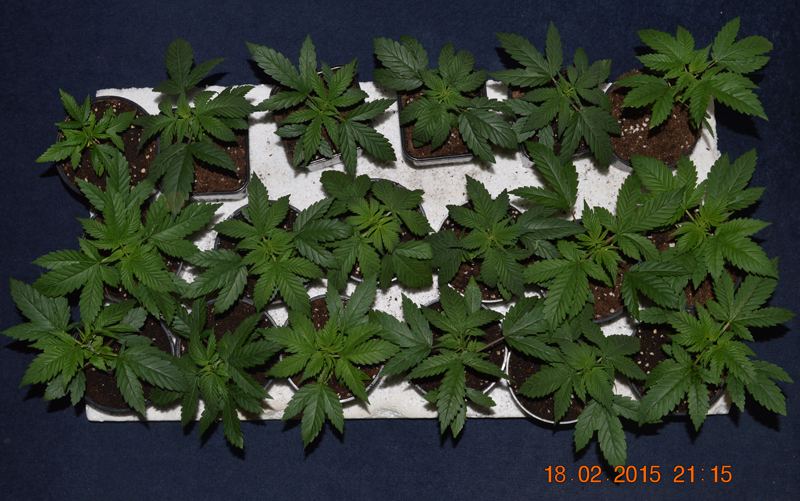 F3 4 S