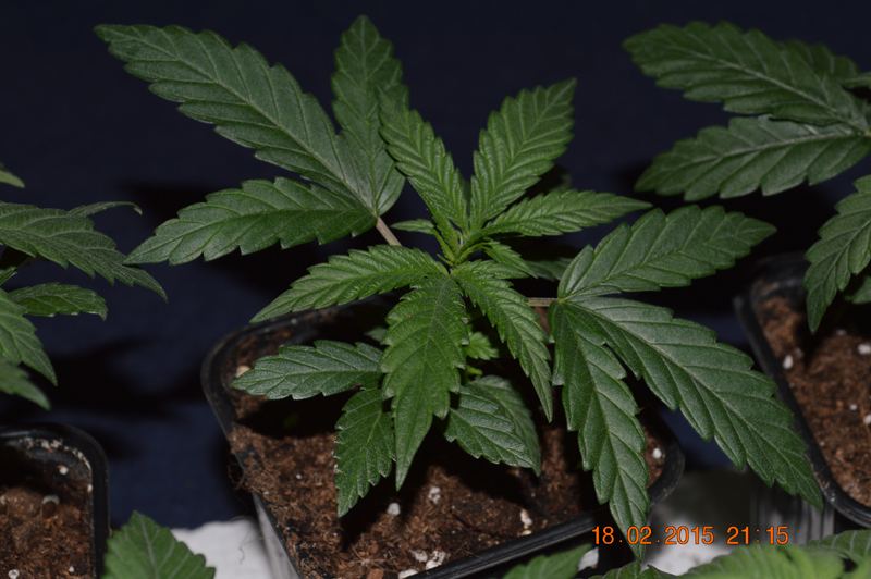 F3 4slend