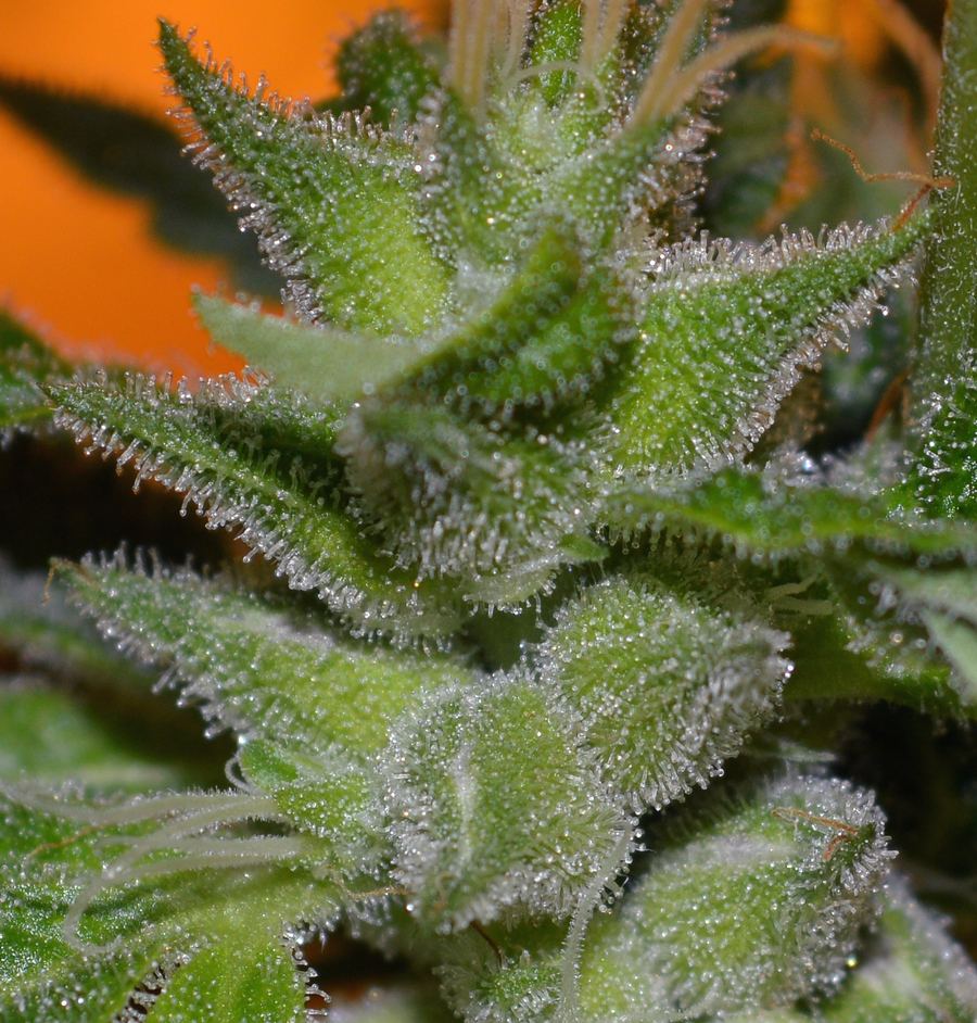 F3seeds