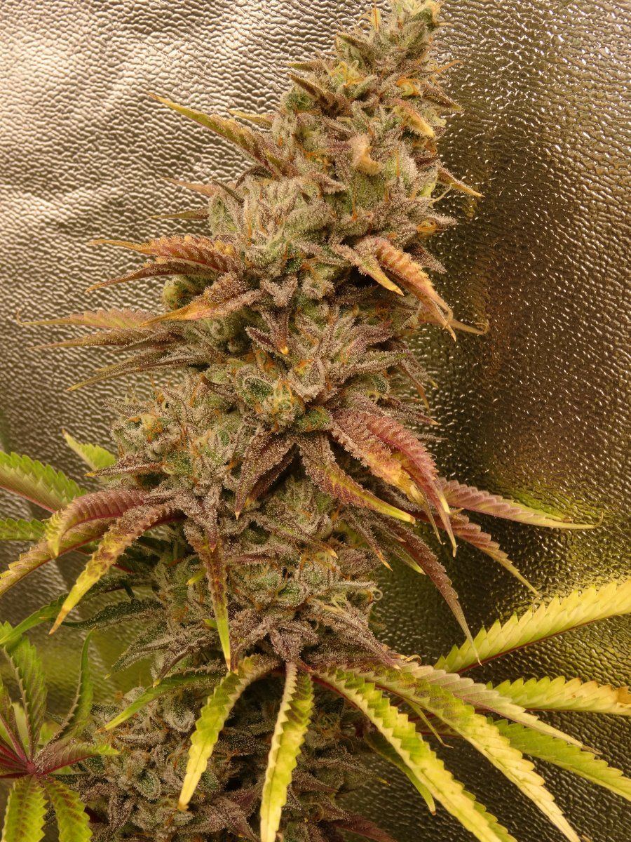 F4