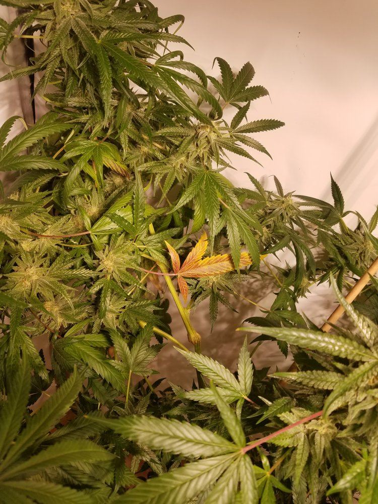 F4