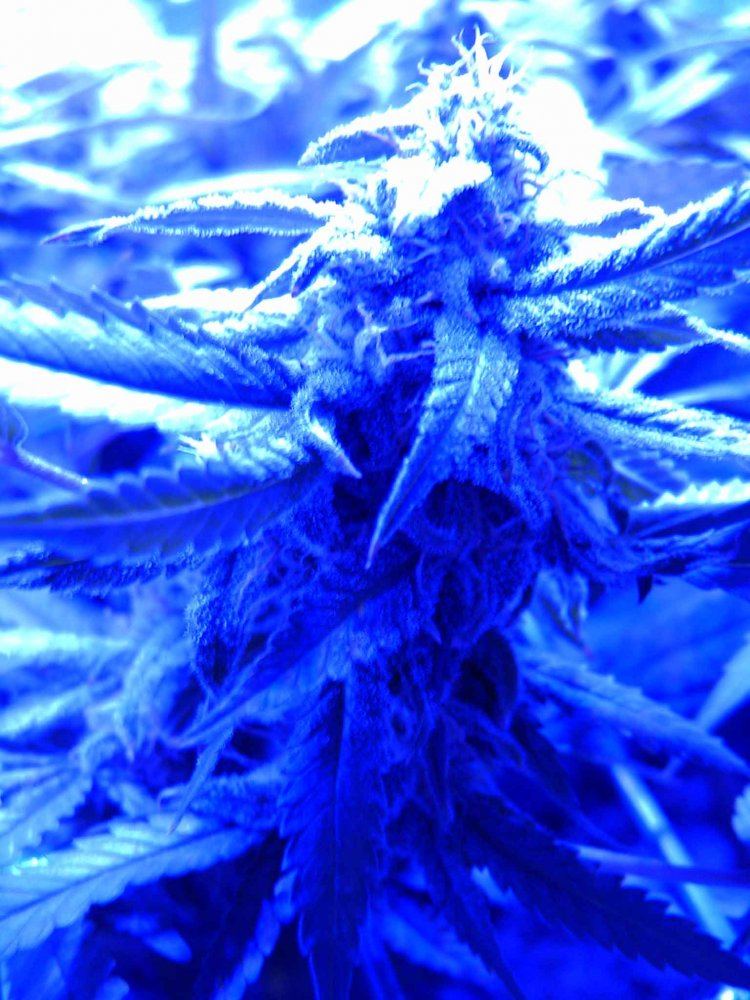 F401