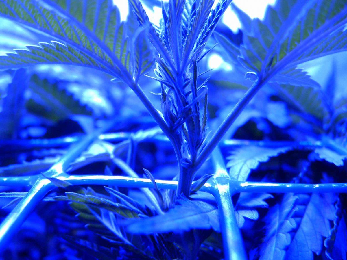 F44