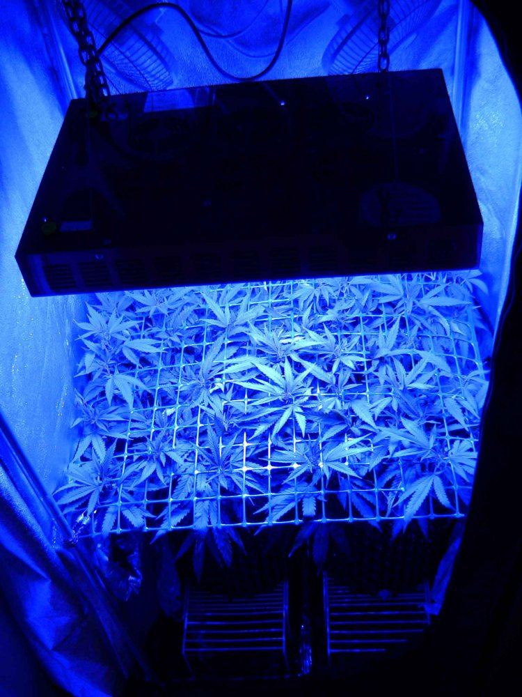 F45