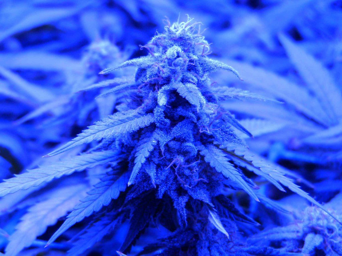 F451