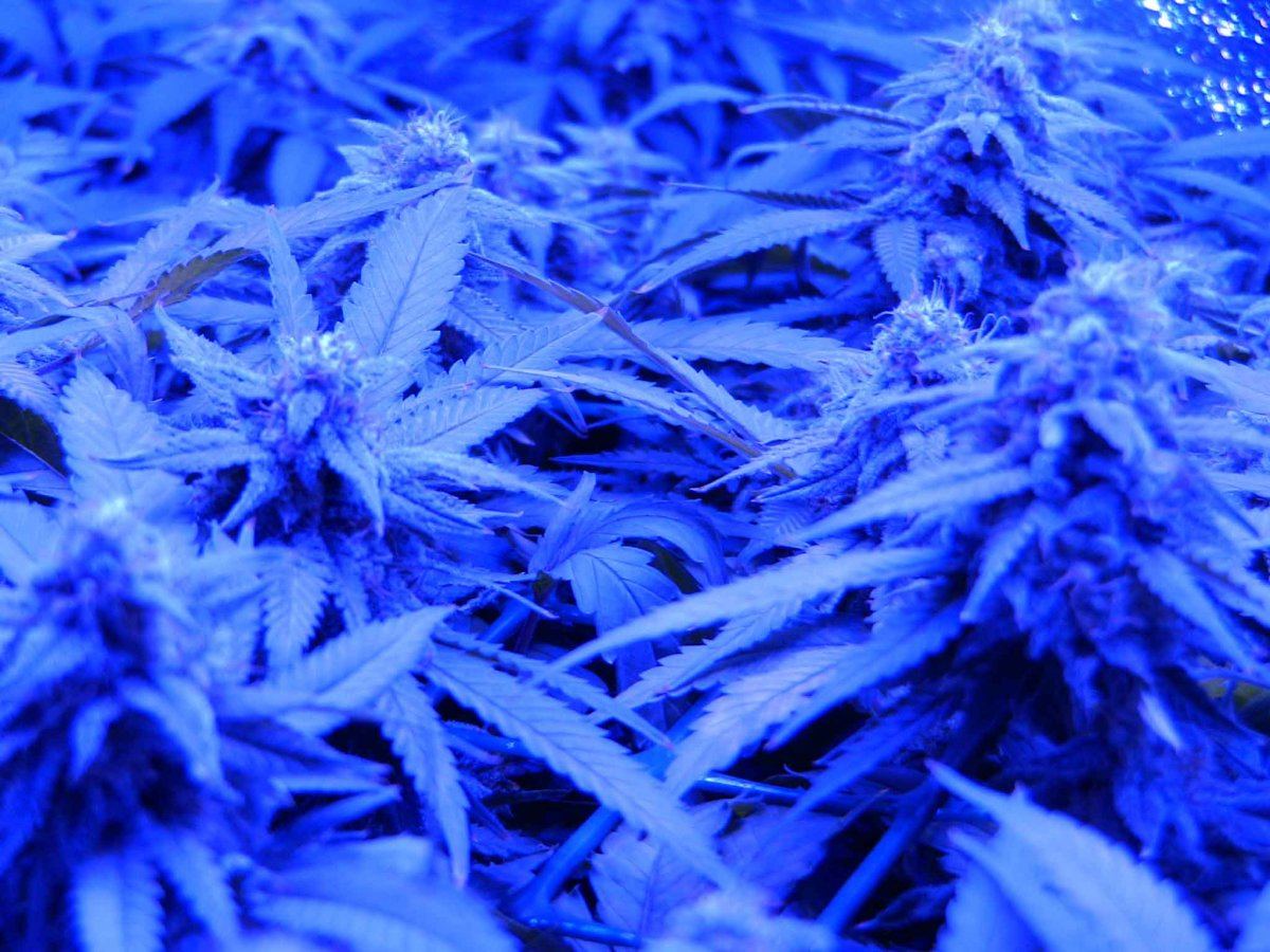 F452