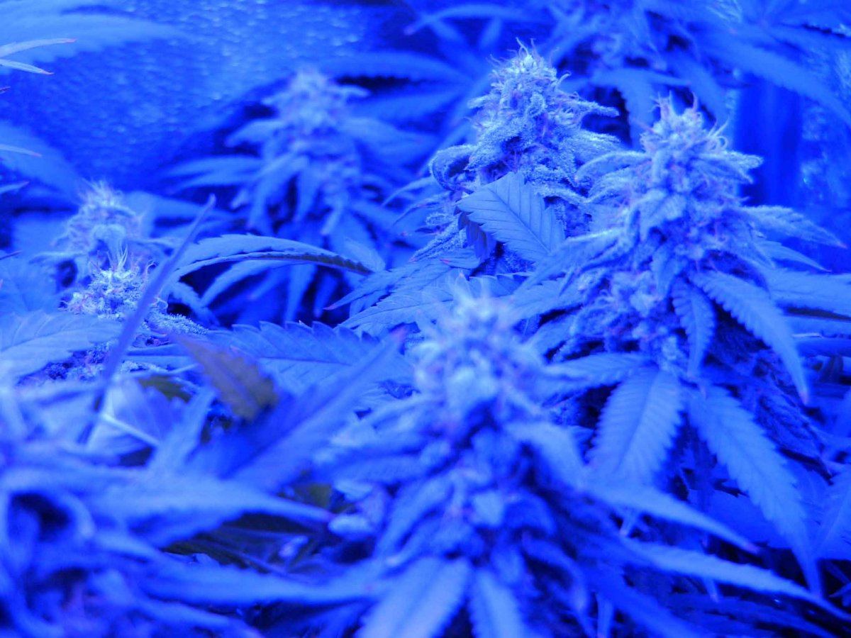 F453