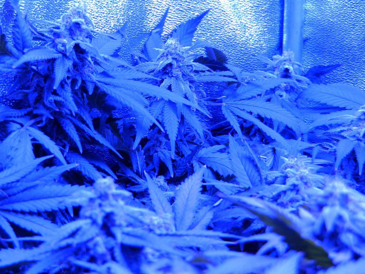 F454