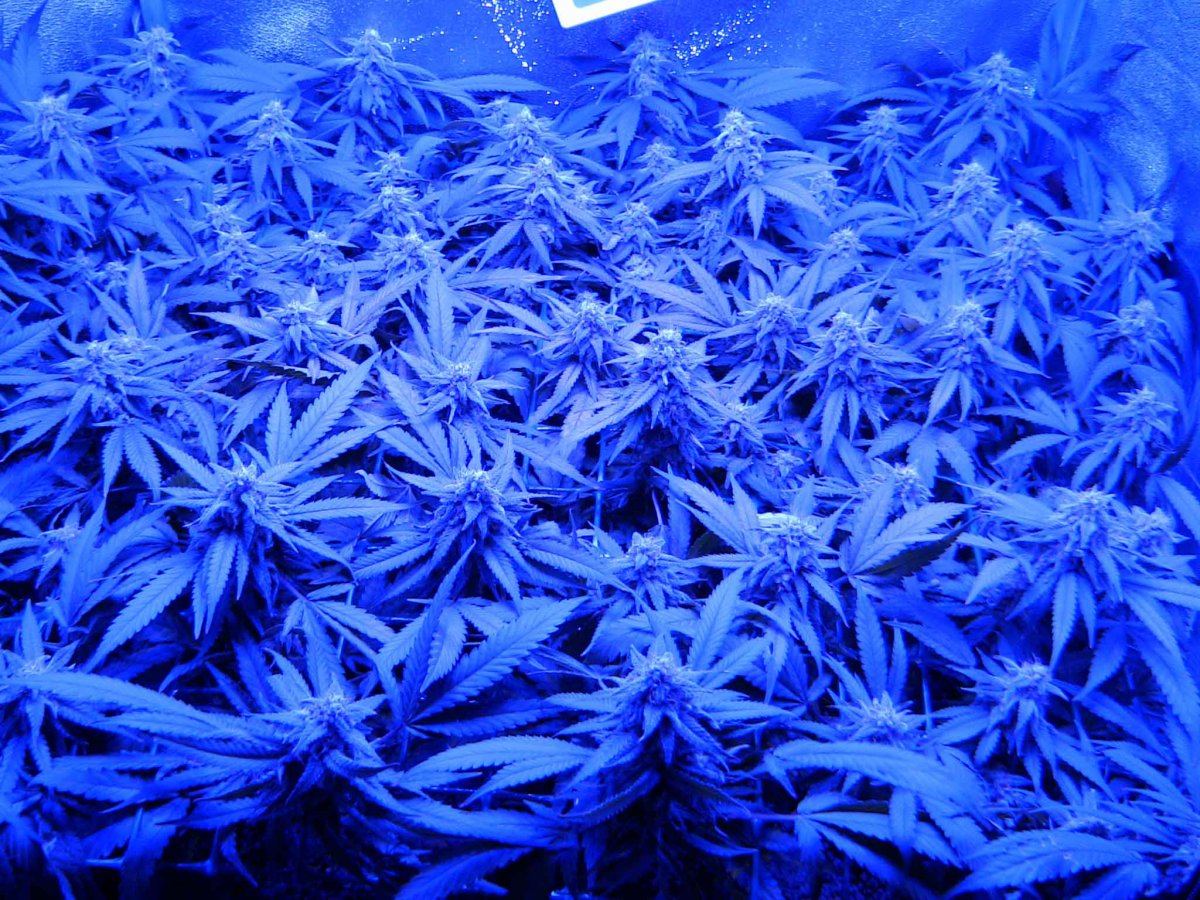 F455