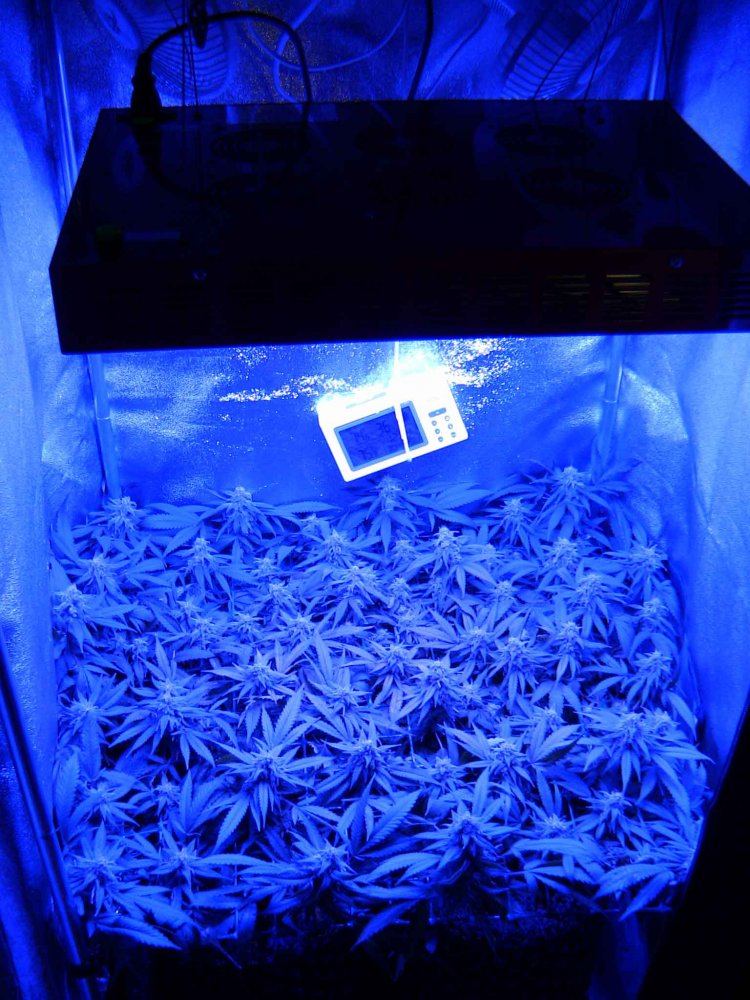 F456