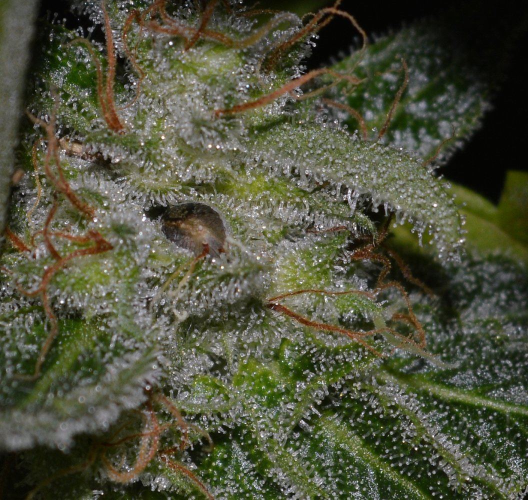 F4seed