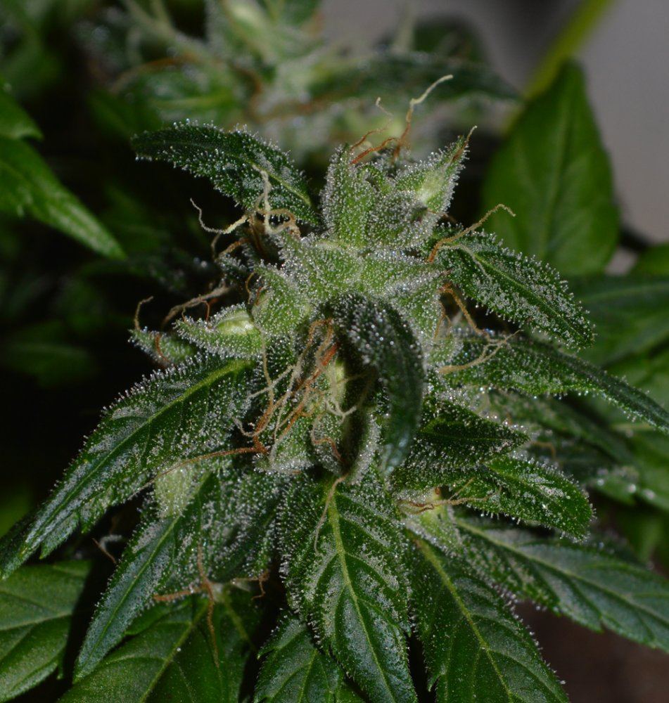 F4seeds in PF3 line4 17