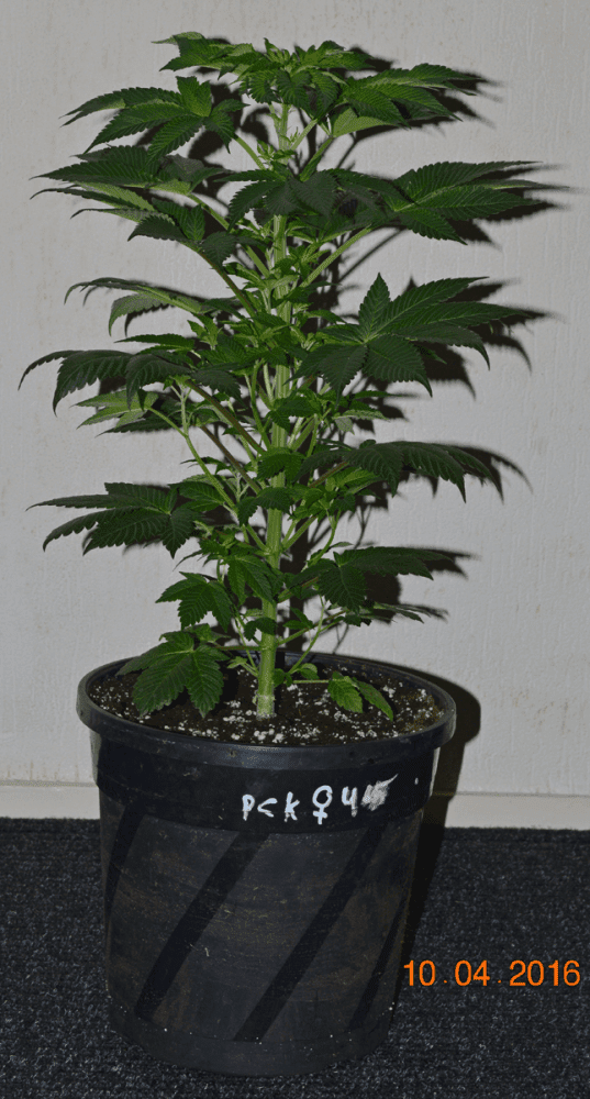 F4veg2