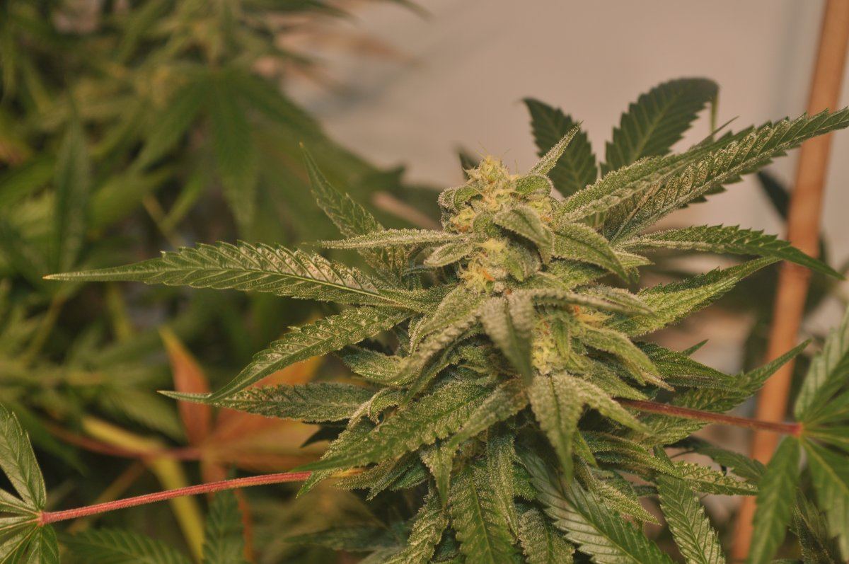 F5