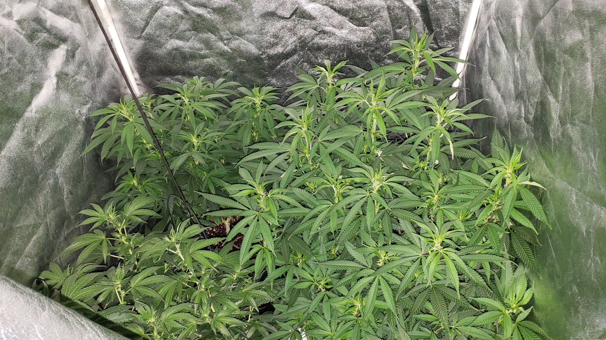 F6